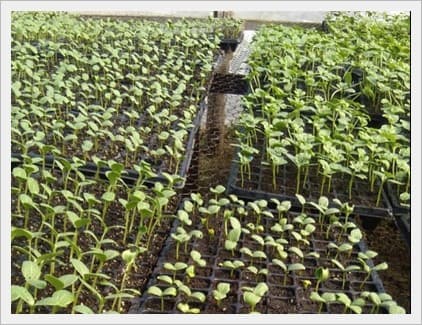 Agricultura convencional y orgánica