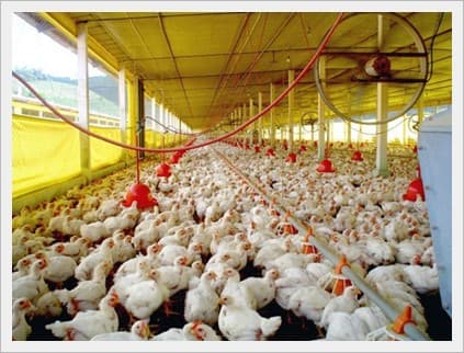 Cuidado Animal y Ganadería (ZEOCAM)
