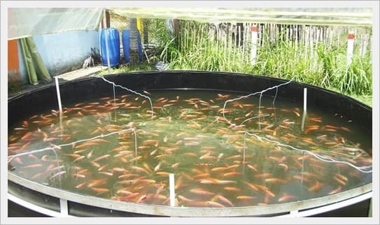 Acuicultura y Acuaponía (ZEOFISH)