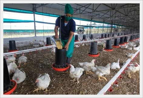 Nutrición Animal (NUTRIZEL)