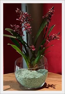 Plantas ornamentales, césped y jardinería