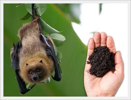 Guano de murciélago