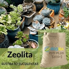 Zeolita Clinoptilolita: El Amante Secreto de las Suculentas.