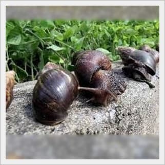Manejo de caracol gigante africano y plagas