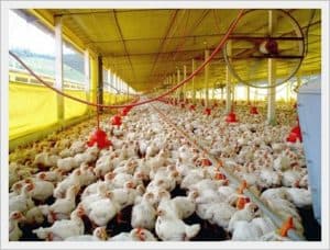 Camas de crianza de aves y otros animales 1