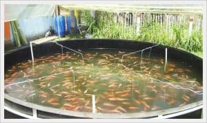 Acuicultura y acuaponía 1