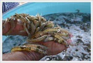 Acuicultura y acuaponía 5