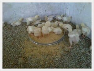 Camas de crianza de aves y otros animales 4