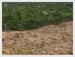 Reforestación y revegetación 2