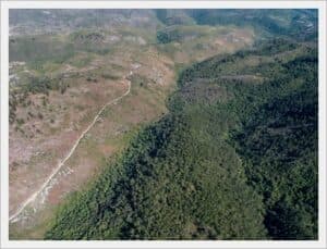 Reforestación y revegetación 3