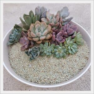 Plantas ornamentales 2