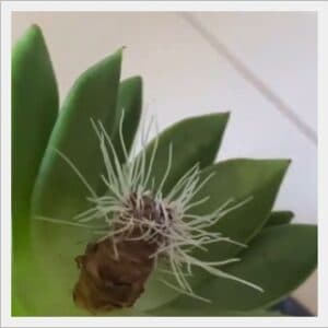 Plantas ornamentales 3