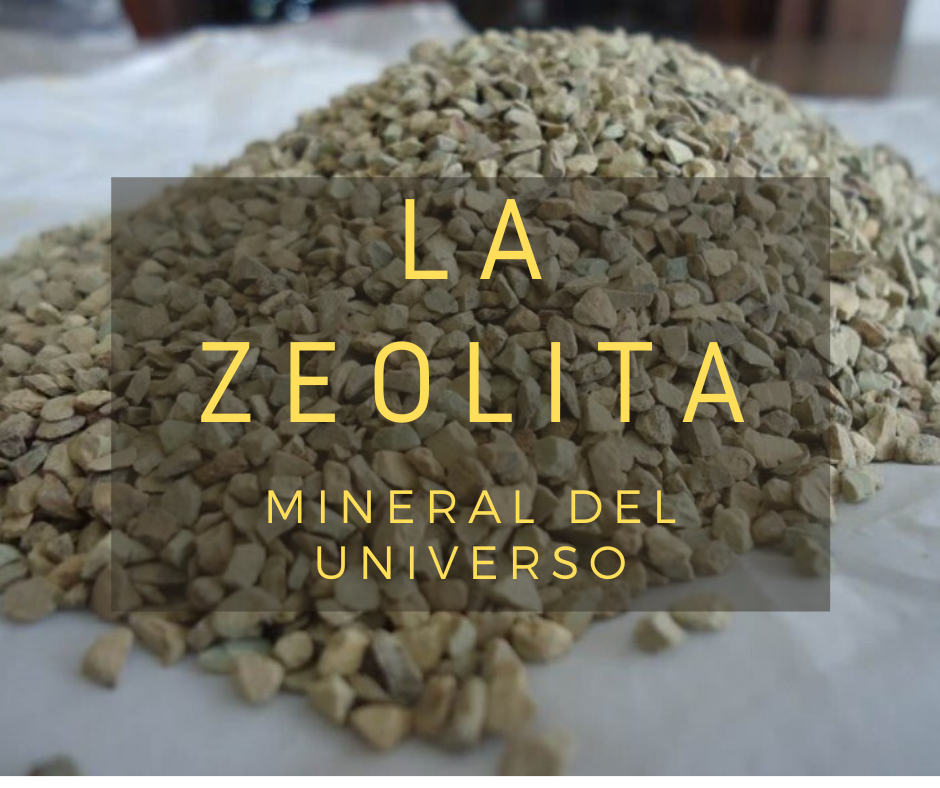 Zeolita- Liberadora de Nutrientes en Plantas – Tesucc Plantas y